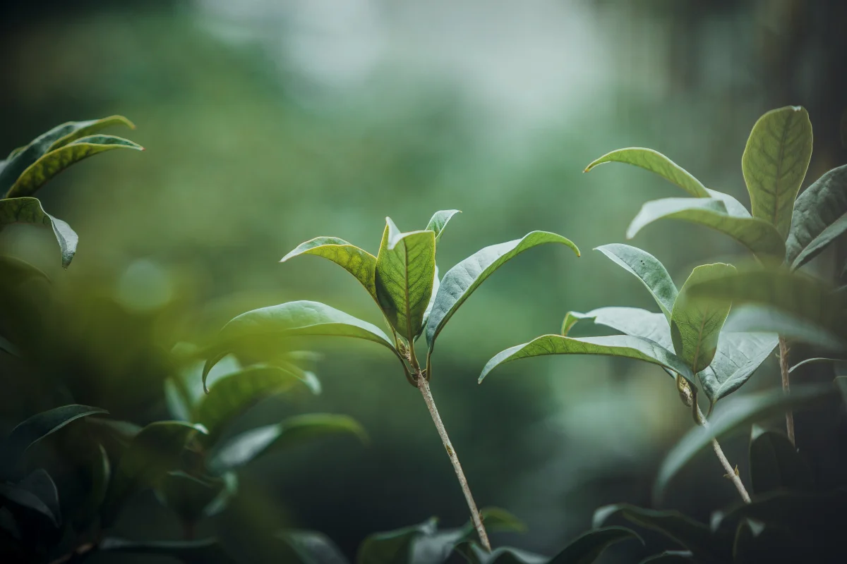 Huile essentielle de tea tree : usages, dosages et erreurs à éviter