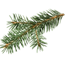 Ingrédient : pin pinyon