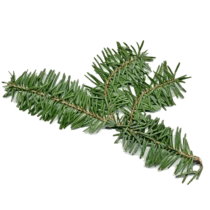 Ingrédient : sapin